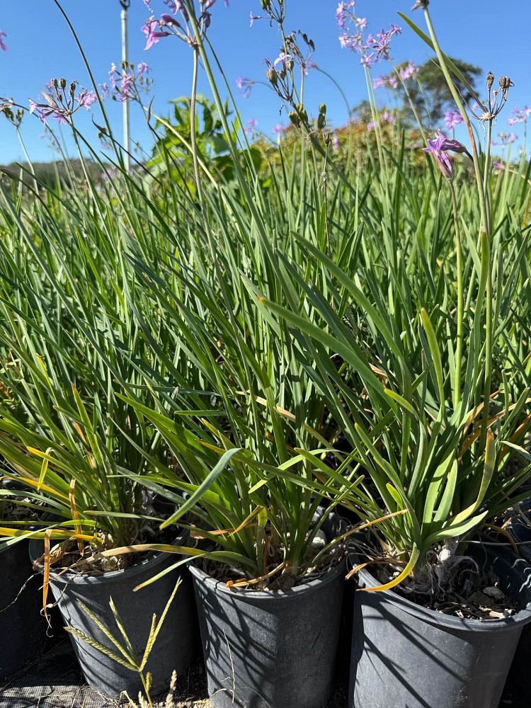 tulbaghia-violacea-society-garlic
