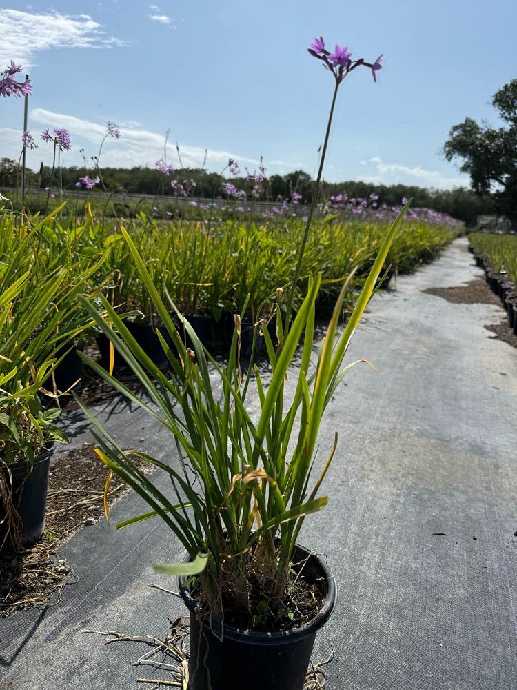 tulbaghia-violacea-society-garlic