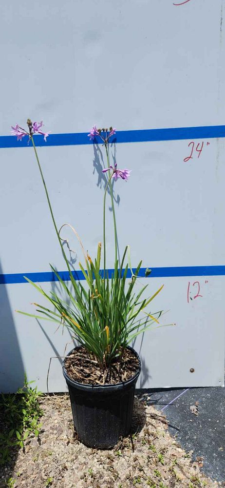 tulbaghia-violacea-society-garlic