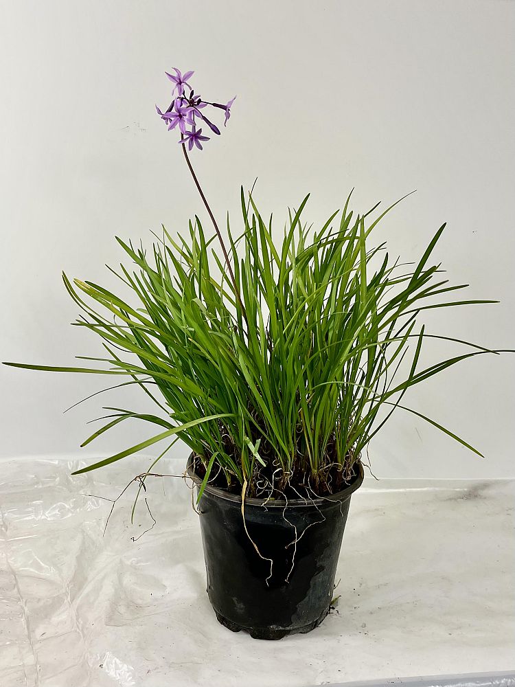 tulbaghia-violacea-society-garlic