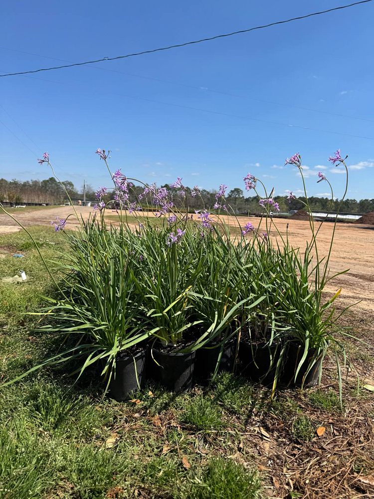 tulbaghia-violacea-society-garlic