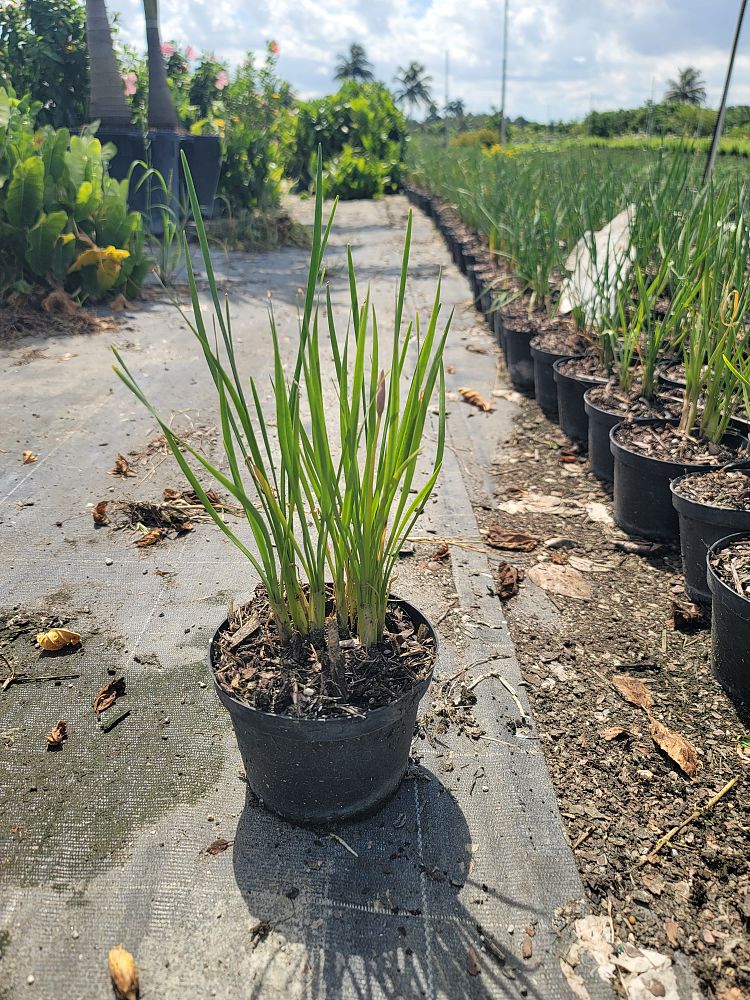 tulbaghia-violacea-society-garlic