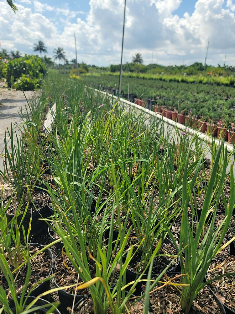 tulbaghia-violacea-society-garlic