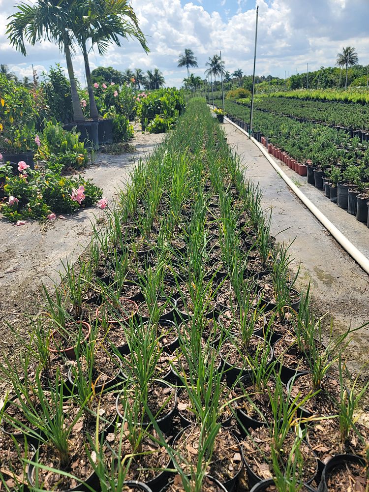 tulbaghia-violacea-society-garlic