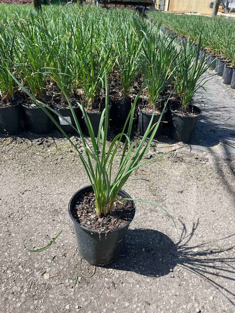 tulbaghia-violacea-society-garlic