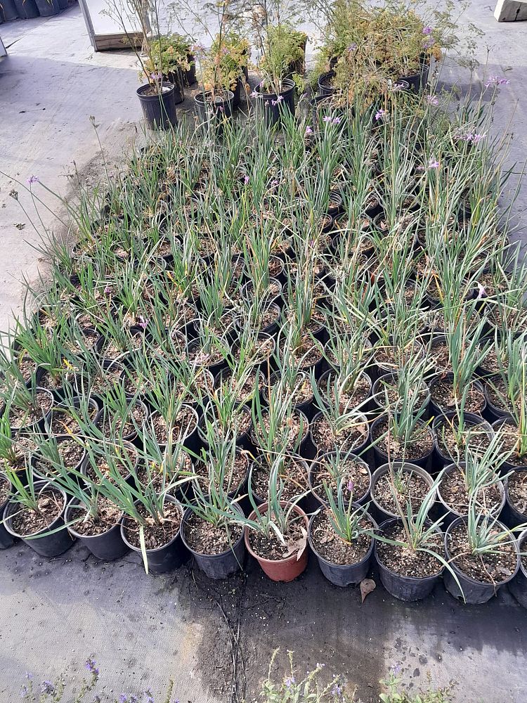 tulbaghia-violacea-society-garlic