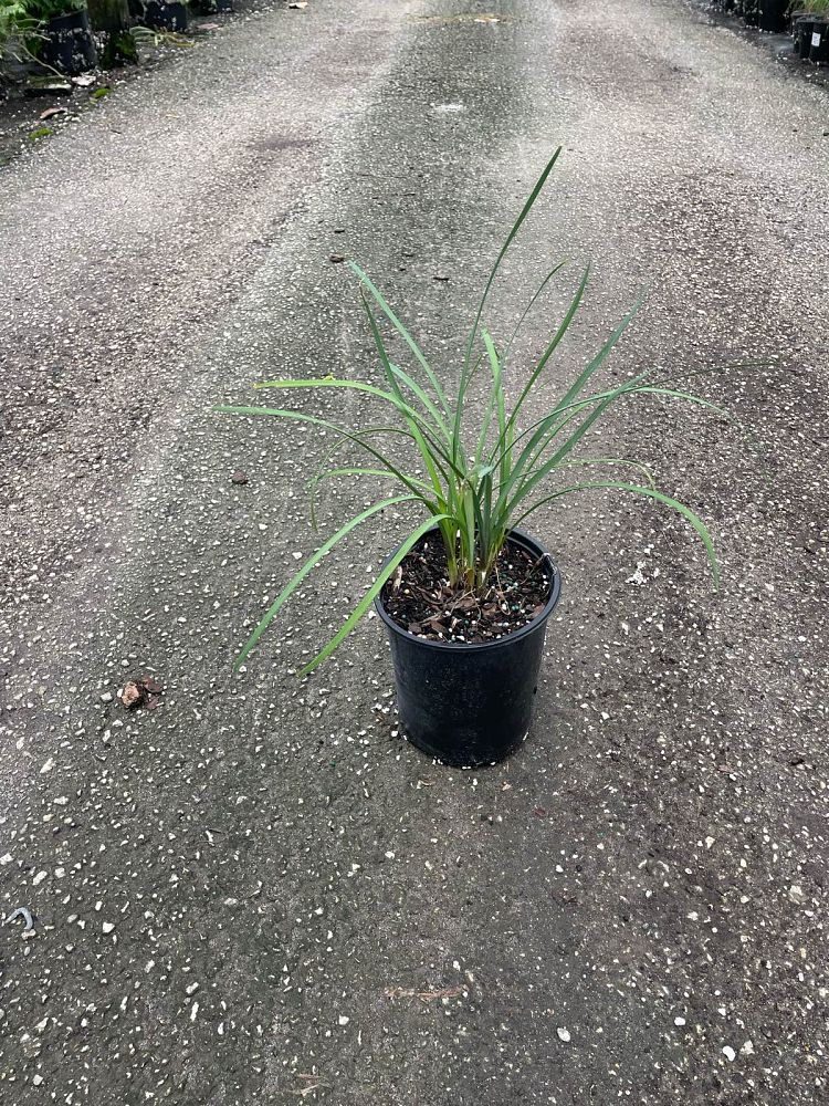 tulbaghia-violacea-society-garlic