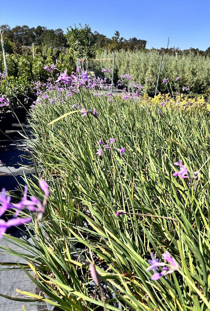 tulbaghia-violacea-society-garlic