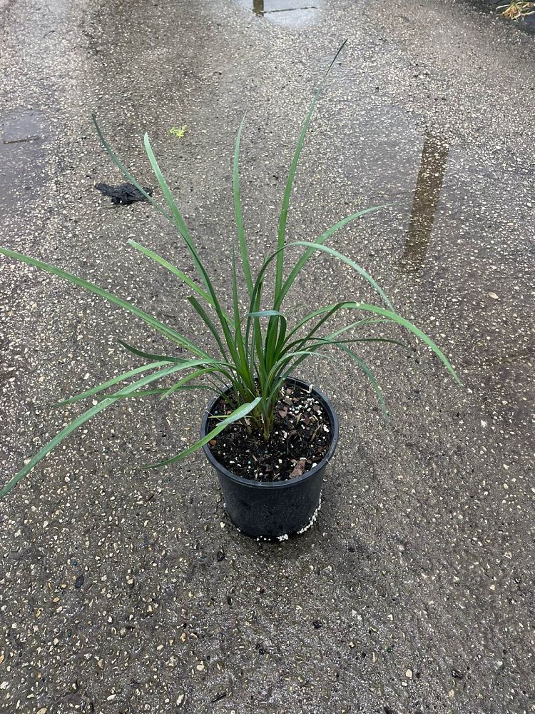tulbaghia-violacea-society-garlic