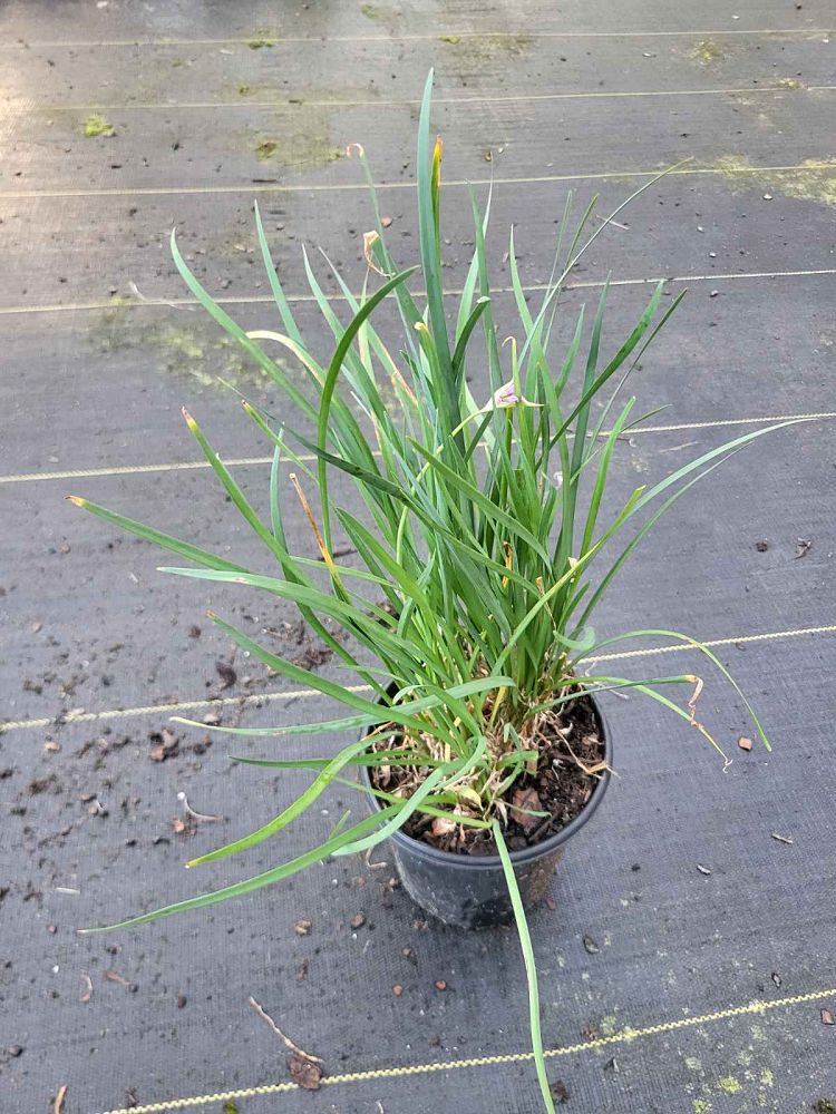 tulbaghia-violacea-society-garlic