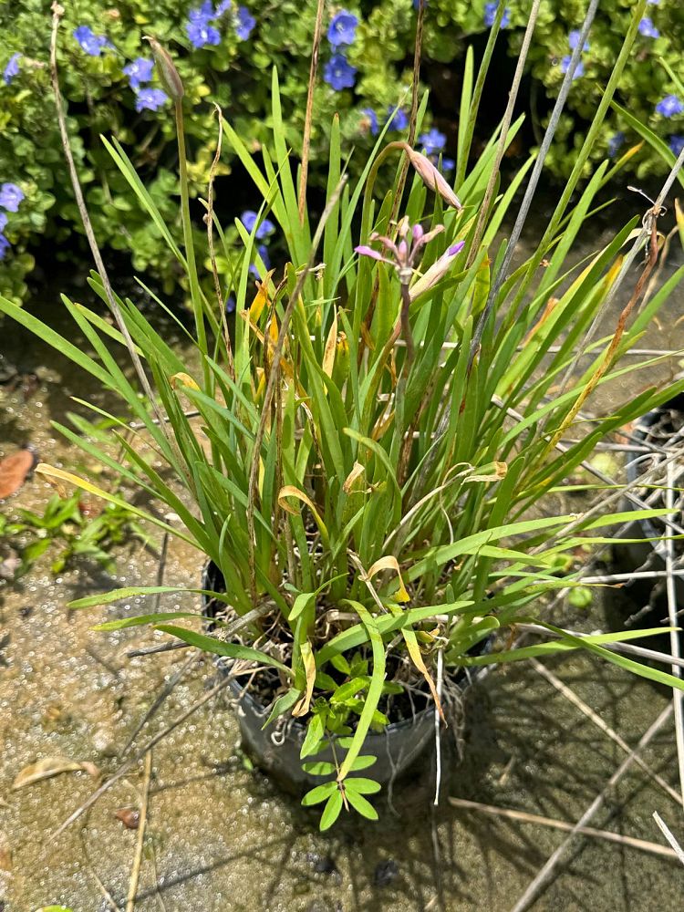 tulbaghia-violacea-society-garlic