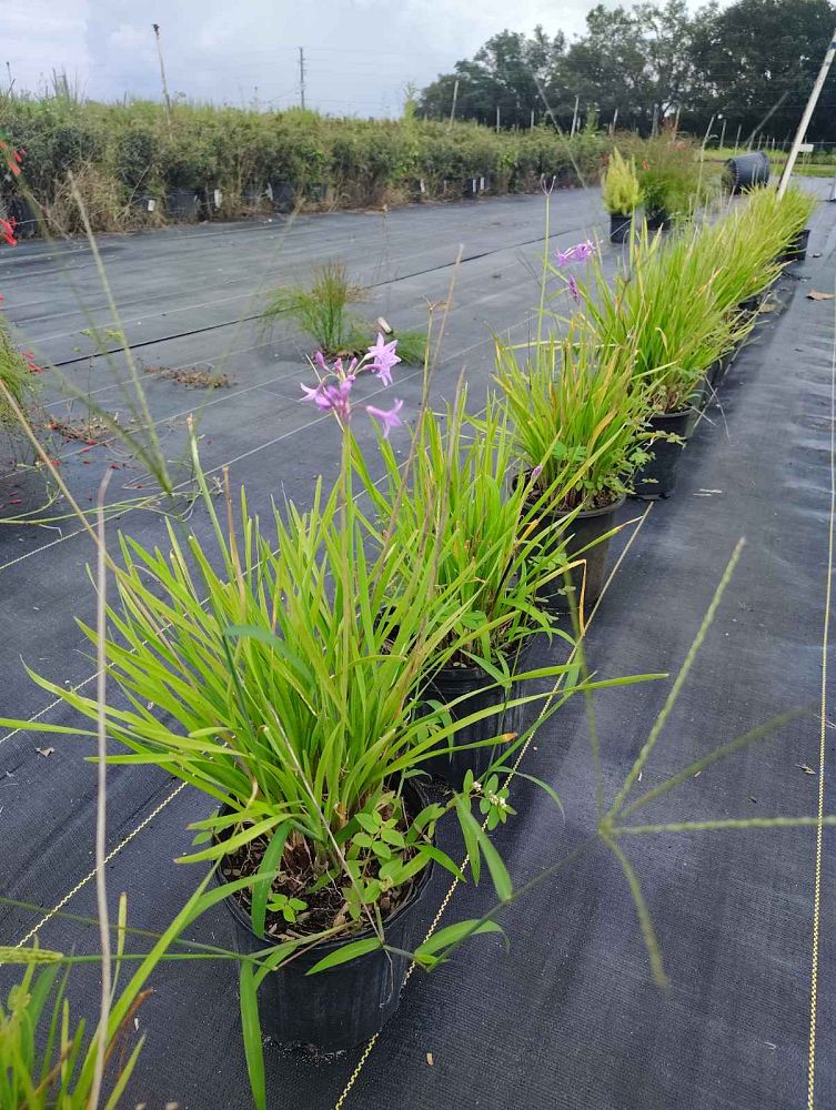 tulbaghia-violacea-society-garlic