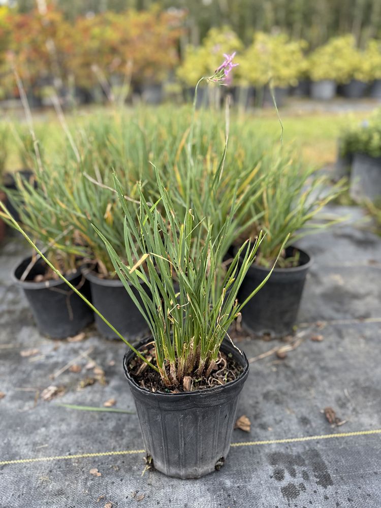 tulbaghia-violacea-society-garlic