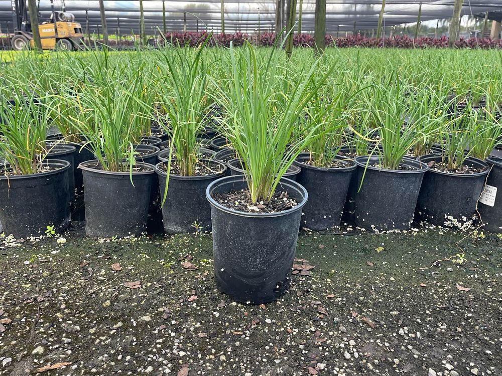 tulbaghia-violacea-society-garlic