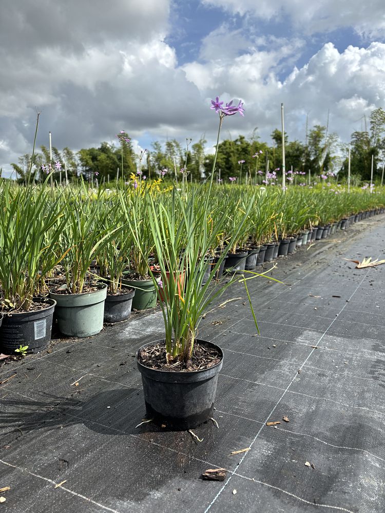 tulbaghia-violacea-society-garlic