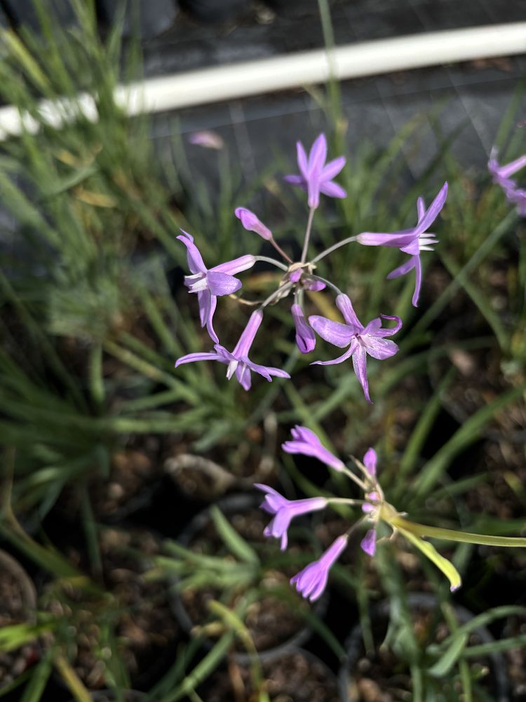 tulbaghia-violacea-society-garlic