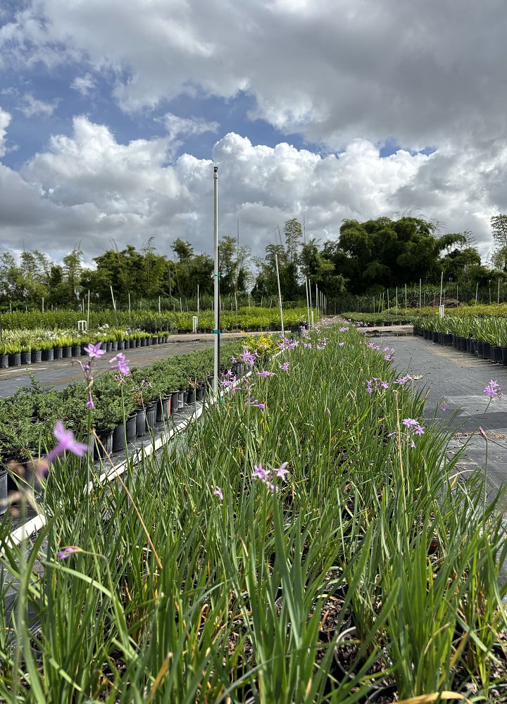 tulbaghia-violacea-society-garlic