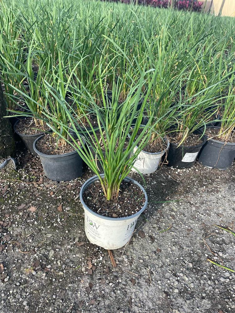 tulbaghia-violacea-society-garlic