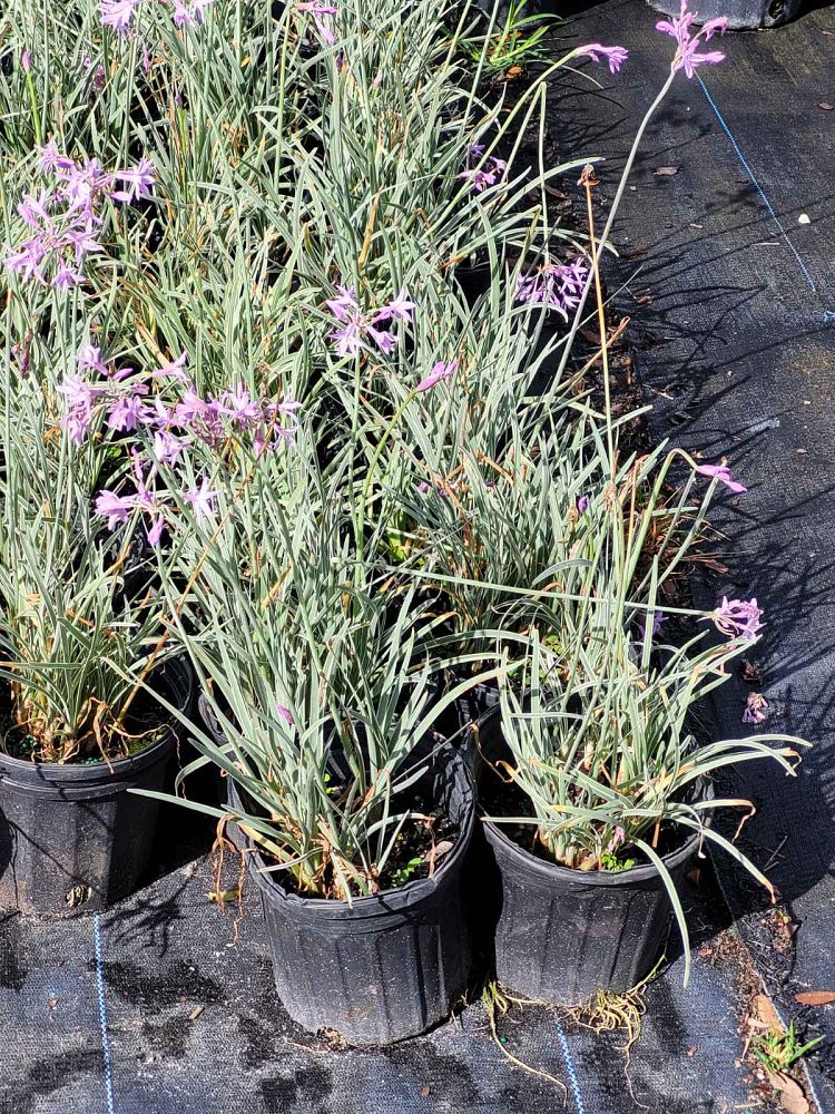 tulbaghia-violacea-variegata-society-garlic