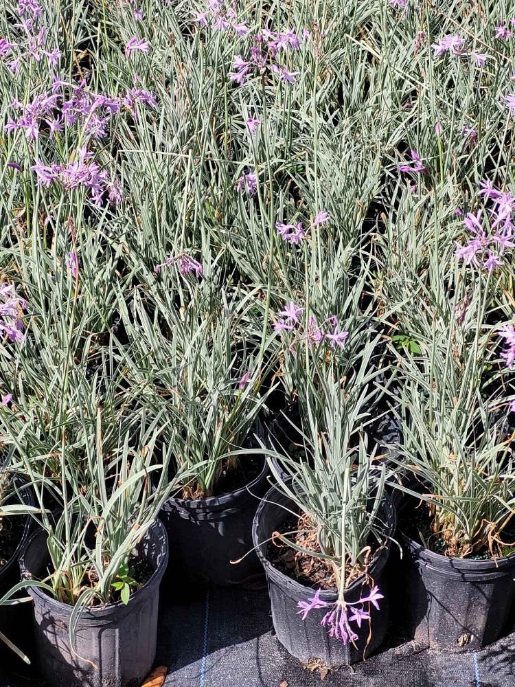 tulbaghia-violacea-variegata-society-garlic
