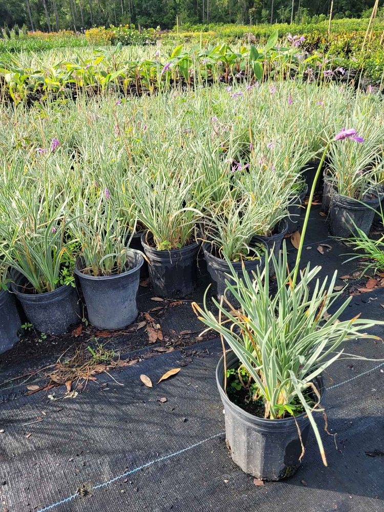 tulbaghia-violacea-variegata-society-garlic