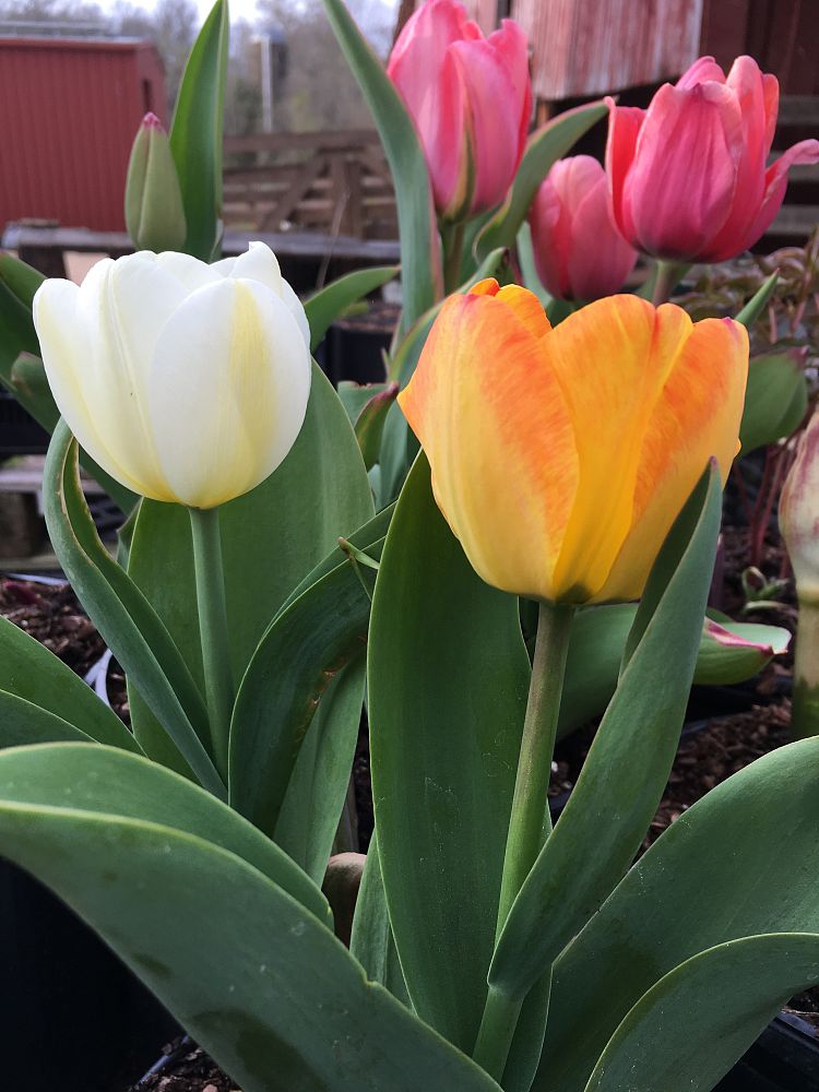 tulipa-tulip