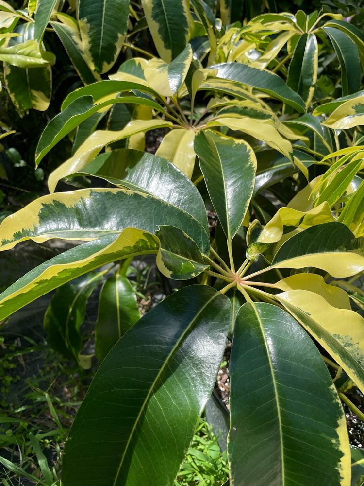 tupidanthus-calyptratus-schefflera-pueckleri
