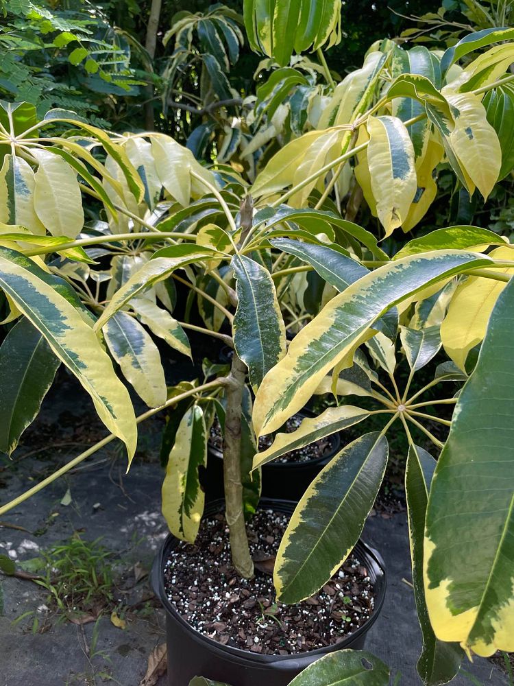tupidanthus-calyptratus-schefflera-pueckleri