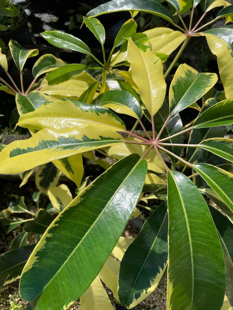 tupidanthus-calyptratus-schefflera-pueckleri