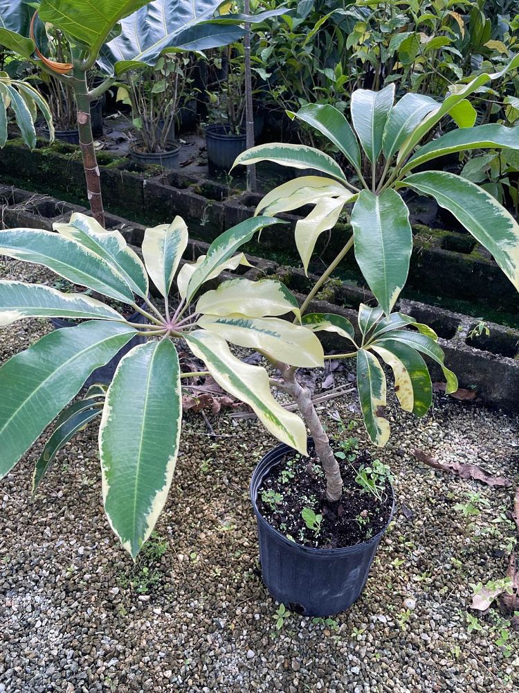 tupidanthus-calyptratus-schefflera-pueckleri