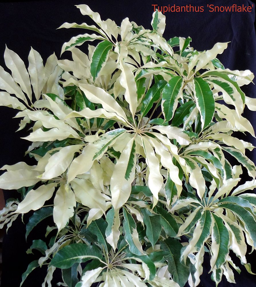 tupidanthus-snowflake