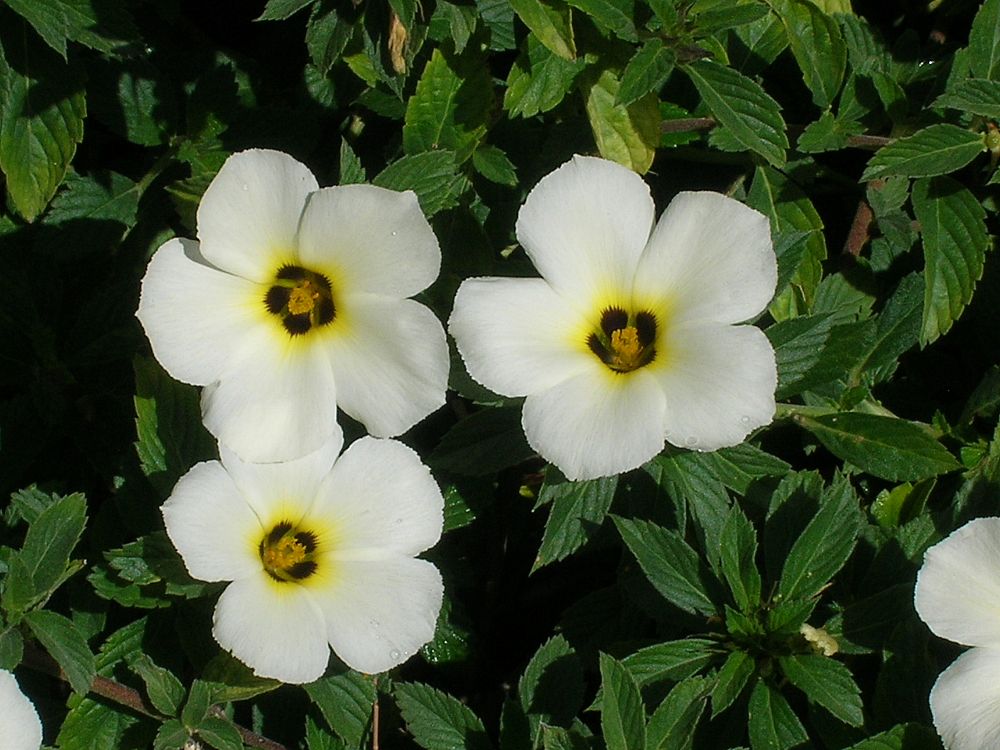 turnera-subulata-white-buttercup-white-alder