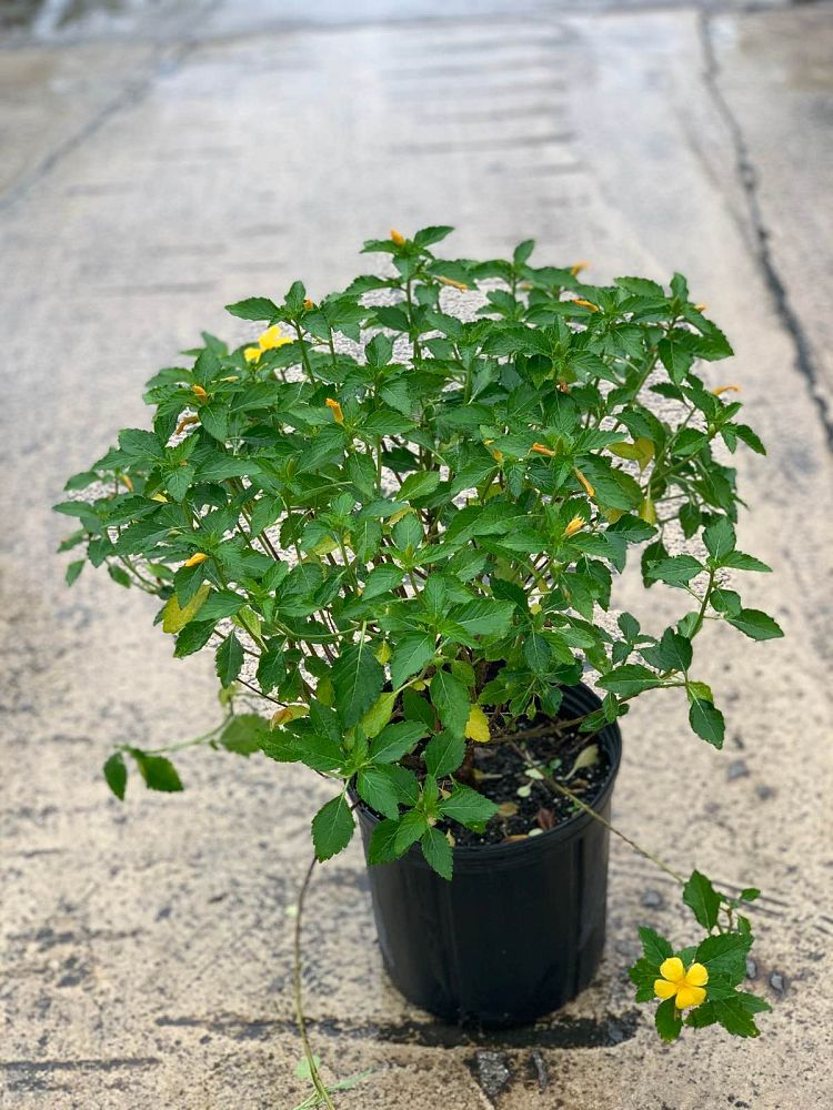 turnera-ulmifolia-yellow-buttercup-yellow-alder