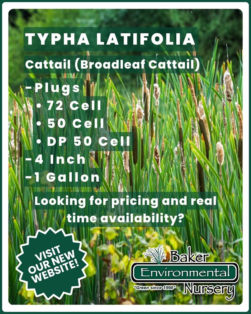 typha-latifolia-common-cattail