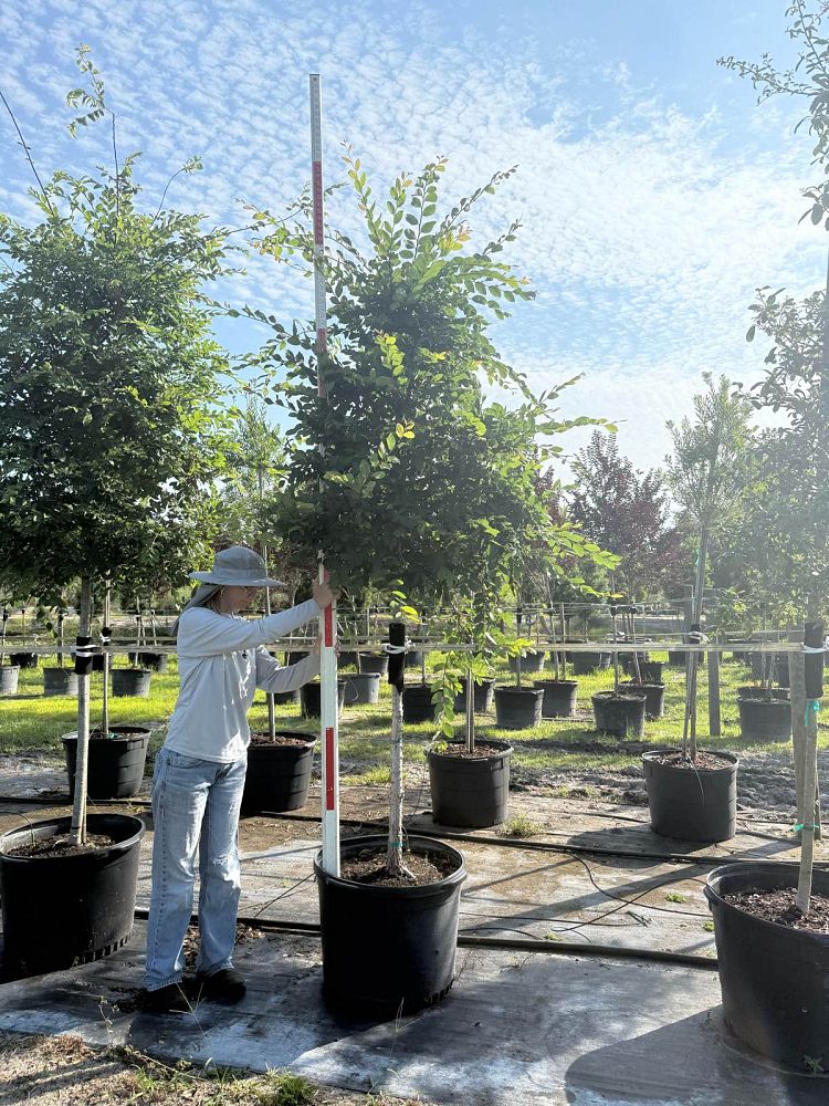 ulmus-alata-kalysta-winged-elm