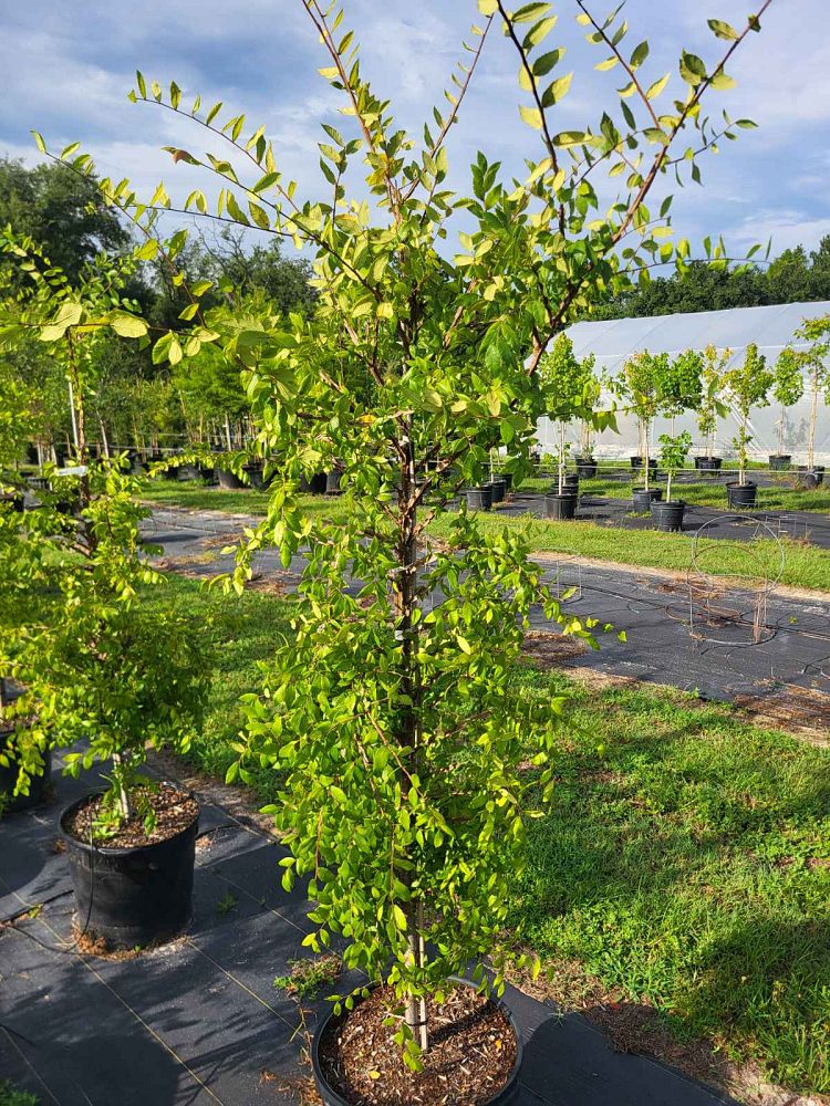 ulmus-alata-kalysta-winged-elm