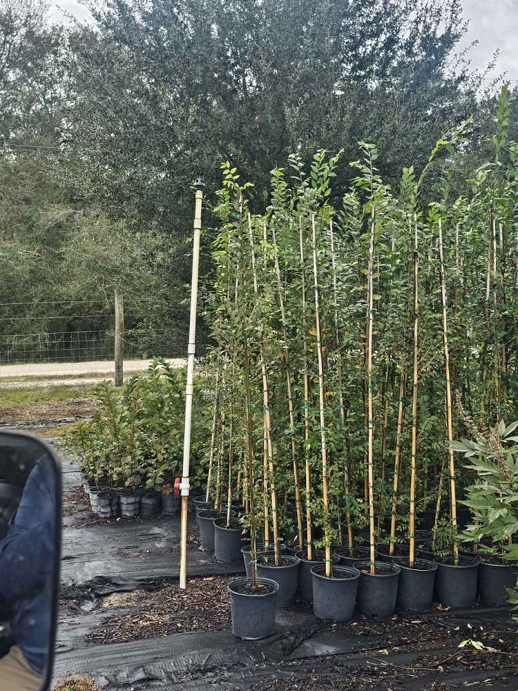 Lancaster Trees & Shrubs | plantANT.com