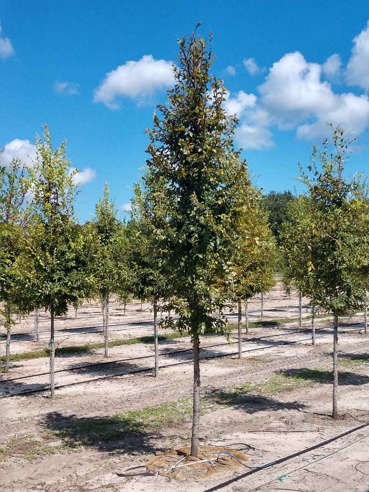 ulmus-alata-winged-elm-kalysta