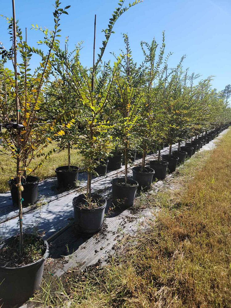 ulmus-alata-winged-elm-kalysta