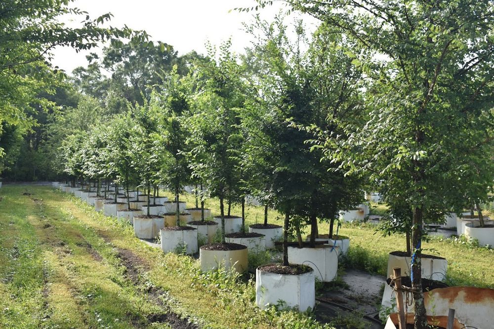 ulmus-alata-winged-elm-kalysta