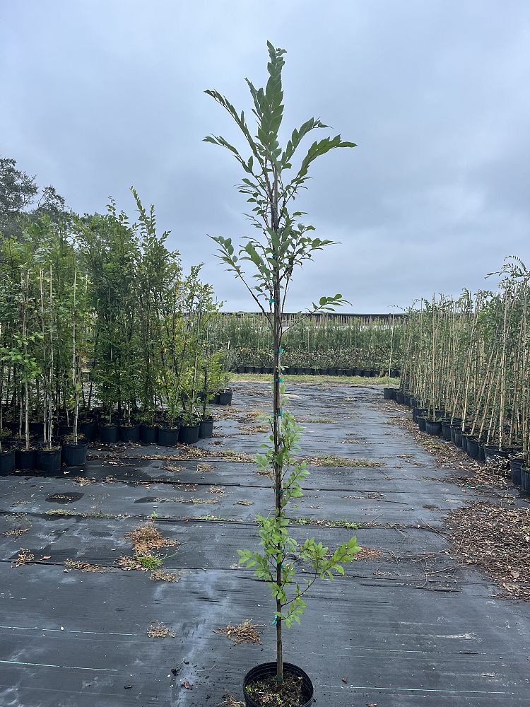 ulmus-alata-winged-elm-kalysta