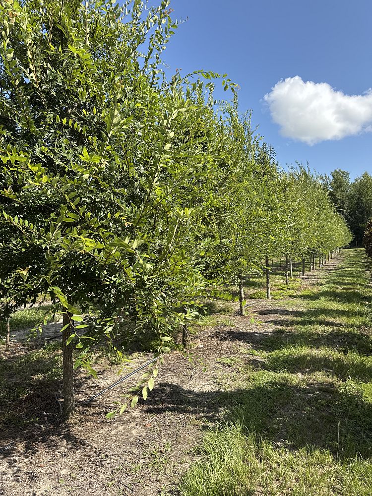 ulmus-alata-winged-elm-kalysta