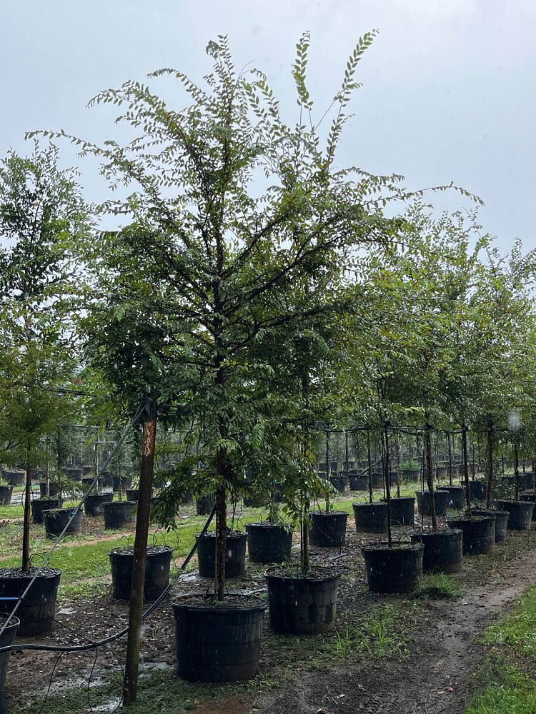 ulmus-alata-winged-elm-kalysta