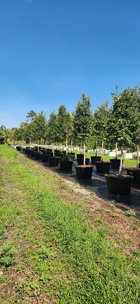ulmus-alata-winged-elm-kalysta