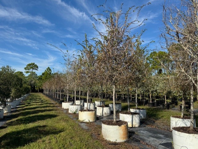 ulmus-alata-winged-elm-kalysta