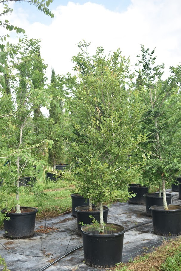 ulmus-alata-winged-elm-kalysta