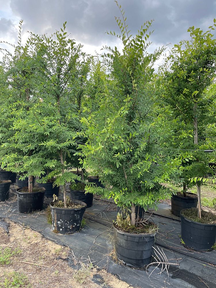 ulmus-alata-winged-elm-kalysta