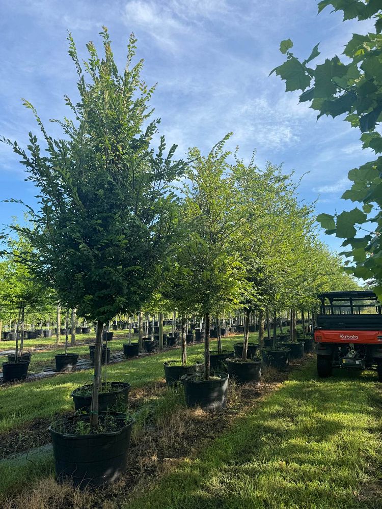 ulmus-alata-winged-elm-kalysta