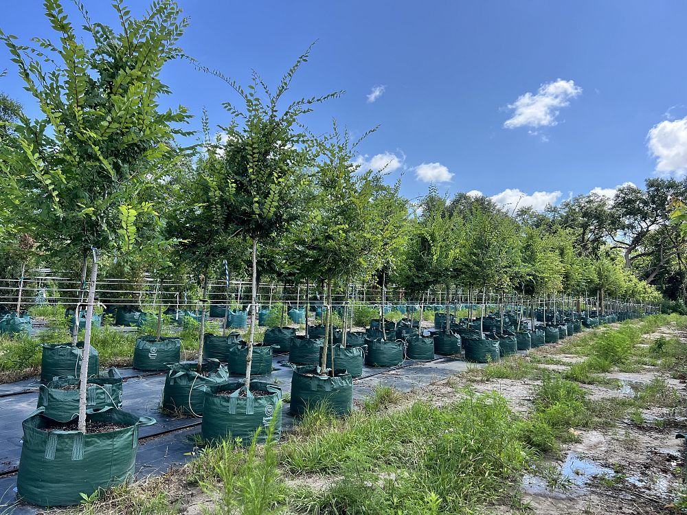 ulmus-alata-winged-elm-kalysta