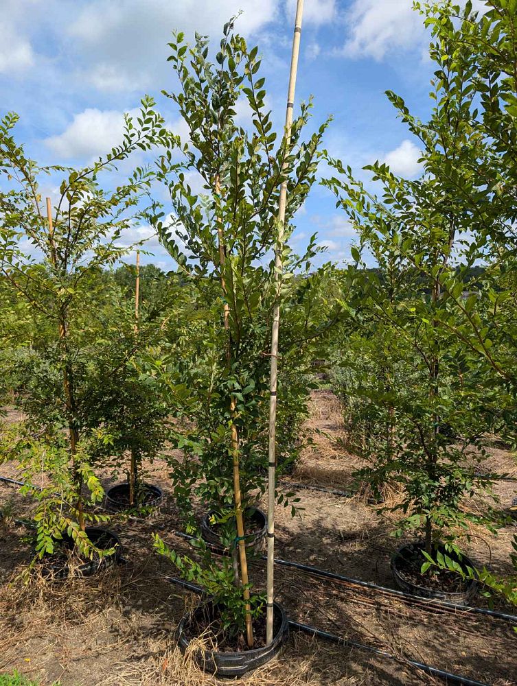 ulmus-alata-winged-elm-kalysta